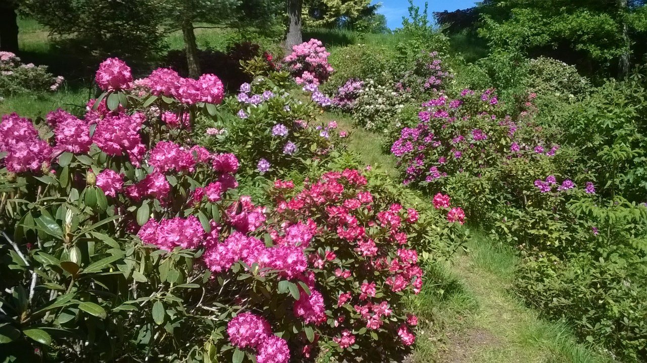 Rododendrony Sněžná